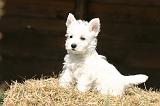 WESTIE 487